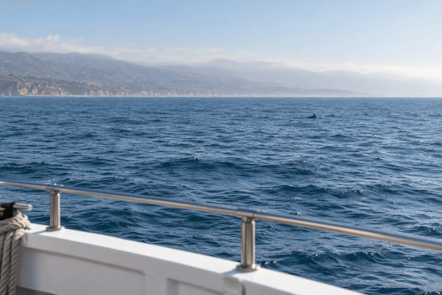Newport Beach Whale Watching: What to Check Before Booking
